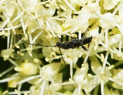 Molorchus bimaculatus