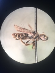 Calliopsis andreniformis