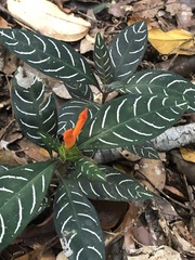 Acanthaceae