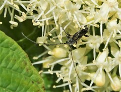 Molorchus bimaculatus