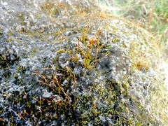 Funaria hygrometrica