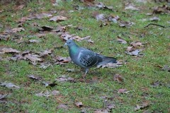 Columba livia domestica