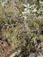 Calliandra eriophylla