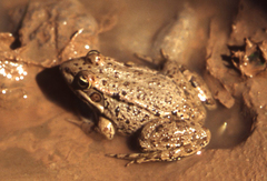 Pelophylax saharicus