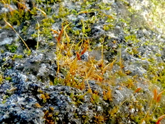 Funaria hygrometrica