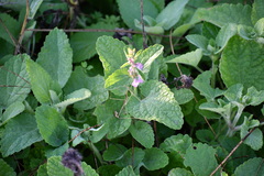 Stachys drummondii