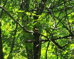 Piranga olivacea