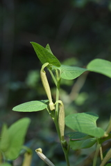 Aristolochia lutea