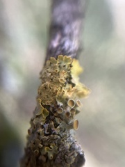 Arthonia parietinaria