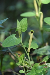 Aristolochia lutea