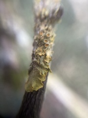 Arthonia parietinaria