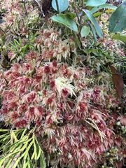 Sphagnum magellanicum