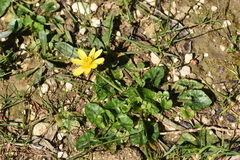 Ficaria verna calthifolia