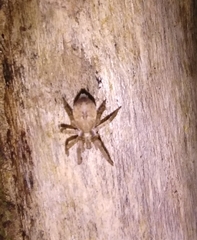 Anyphaena accentuata