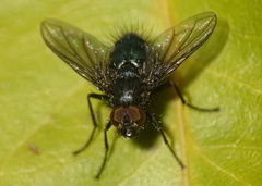 Epicampocera succincta