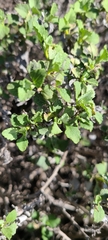 Ambrosia chenopodiifolia