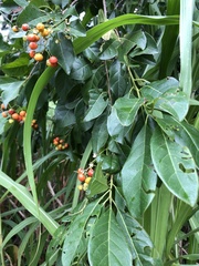 Duranta erecta