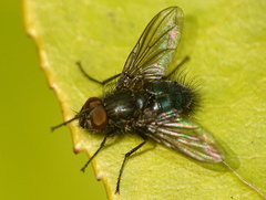 Epicampocera succincta
