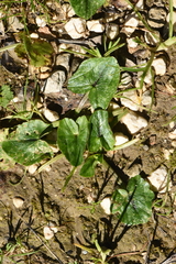 Ficaria verna calthifolia