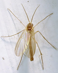 Mycetophilidae