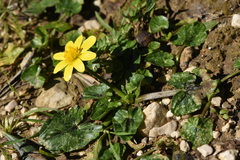Ficaria verna calthifolia
