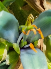 Puya alpestris
