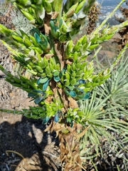 Puya alpestris