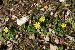 Ficaria verna calthifolia