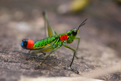 Paramastax rosenbergi