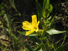 Oenothera stricta