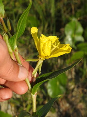 Oenothera stricta