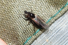 Dilophus