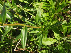 Oenothera stricta