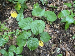 Dioscorea villosa