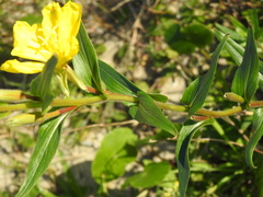 Oenothera stricta