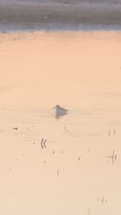 Calidris alpina