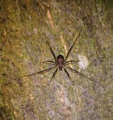 Dicranopalpus larvatus