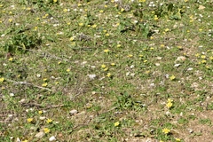 Ficaria verna calthifolia