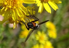 Eriothrix rufomaculata