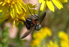 Eriothrix rufomaculata