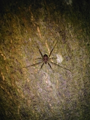 Dicranopalpus larvatus