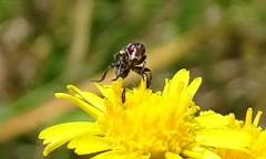 Eriothrix rufomaculata