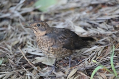 Turdus merula