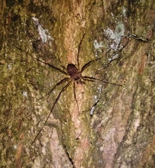 Dicranopalpus larvatus
