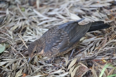 Turdus merula