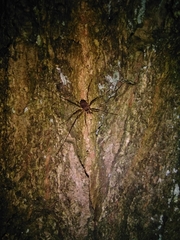 Dicranopalpus larvatus
