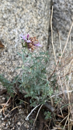 robison's monardella (Monardella robisonii)