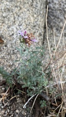 Monardella robisonii