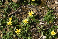 Ficaria verna calthifolia