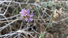 Monardella robisonii